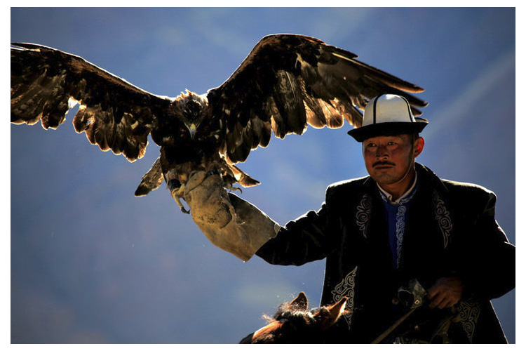 1527674332995267.jpg 獵鷹繁殖.jpg