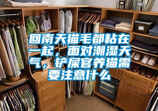 回南天貓毛都粘在一起,面對潮濕天氣,鏟屎官養貓需要注意什么