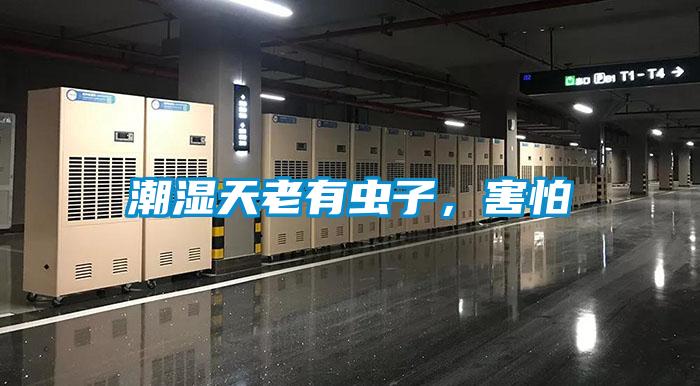 潮濕天老有蟲子,害怕