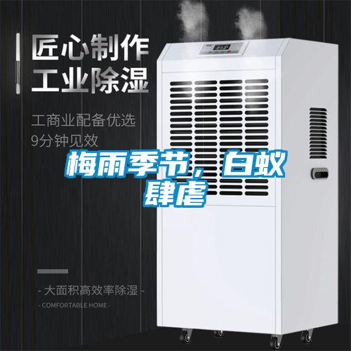 梅雨季節,白蟻肆虐