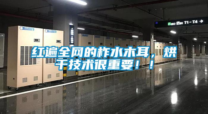 紅遍全網的柞水木耳,烘干技術很重要!!