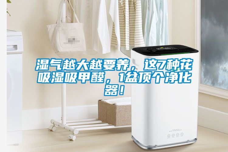 濕氣越大越要養(yǎng),這7種花吸濕吸甲醛,1盆頂個(gè)凈化器!