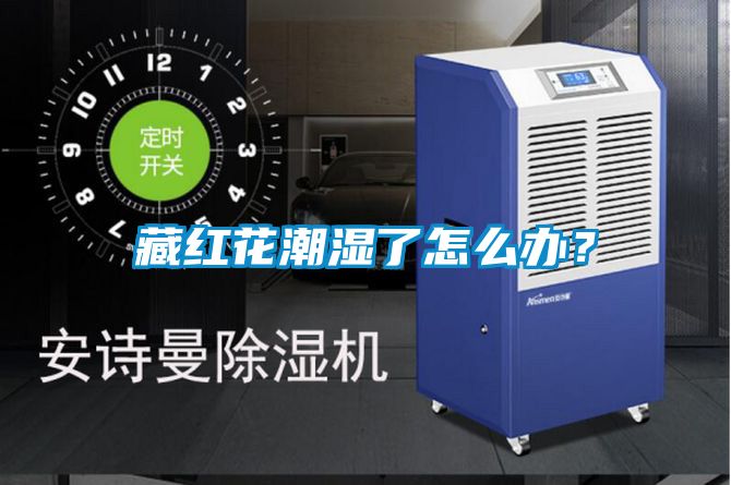 藏紅花潮濕了怎么辦？