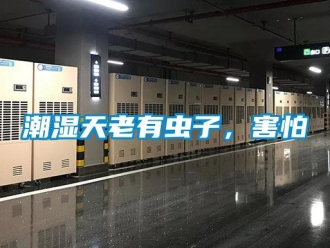 企業新聞潮濕天老有蟲子，害怕