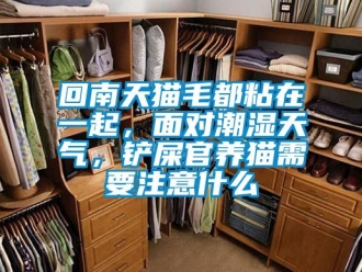 行業新聞回南天貓毛都粘在一起，面對潮濕天氣，鏟屎官養貓需要注意什么