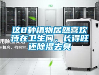 知識百科這8種植物居然喜歡待在衛生間，長得旺還除濕去臭