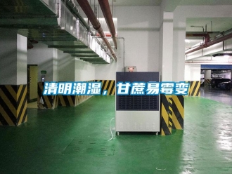 行業新聞清明潮濕，甘蔗易霉變