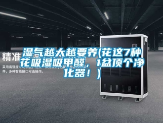企業新聞濕氣越大越要養(花這7種花吸濕吸甲醛，1盆頂個凈化器！)